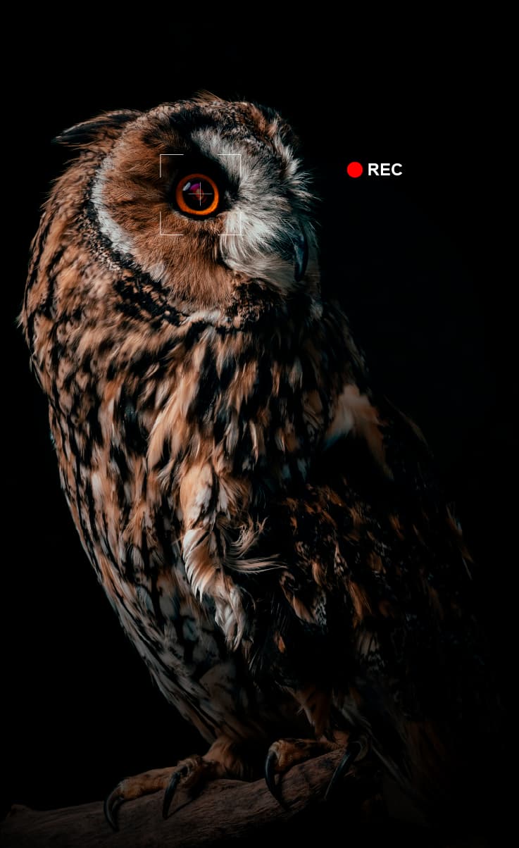 owl